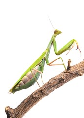 Mantis verde