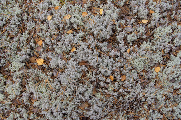 White Moss