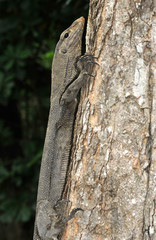 monitor lizard climbing up a tree