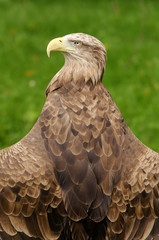 White-tailed Eagle