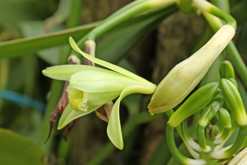 Obraz premium fleurs de vanille