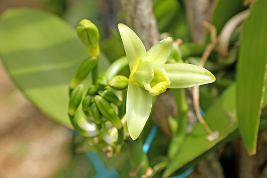fleur de vanille
