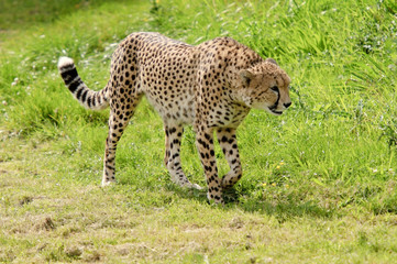 Cheetah