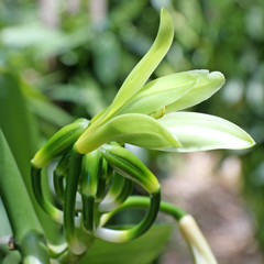 fleur de vanille et boutons floraux