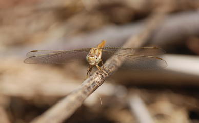 Brown Dragonfly on a Twig