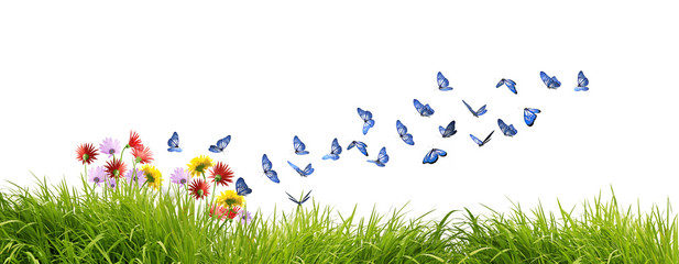 Magnifiques papillons bleus butinant des fleurs des champs - obrazy, fototapety, plakaty