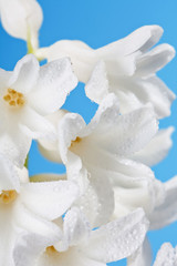 Naklejka na ściany i meble white pearl hyacinth