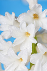 Fototapeta na wymiar white pearl hyacinth
