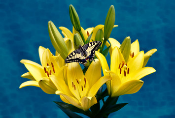 Lilie's Swallowtail on blue