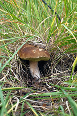 Mushroom, hid in the grass (vertical)