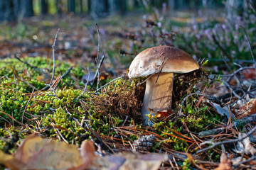Wonderful Boletus