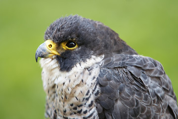 hover hawk
