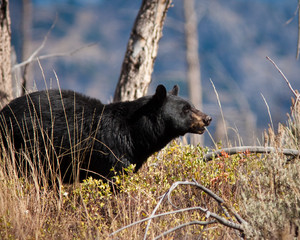 Black Bear