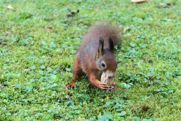 eichhörnchen