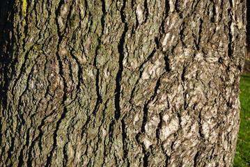trunk of tree