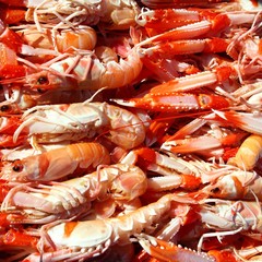 Crayfish Nephrops Norvegicus seafood market