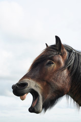 Head of a brabant draft horse with open mouth