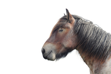 Head of a brabant draft horse with closed eye, on white