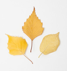 Leaf