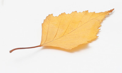 Leaf