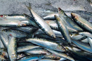 Obraz premium Sardine fresh fish seafood on ice sea market