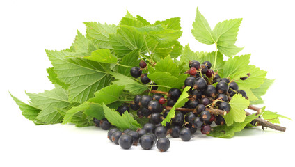 Black currant branches isolated