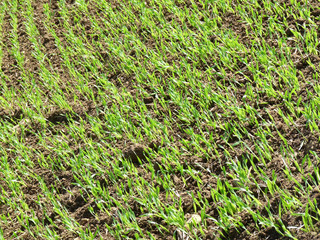 Landwirtschaft - Saatgut