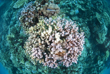 Top view of hard coral with dead and bleached branches.