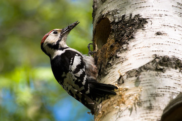 Dendrocopos leucotos, White-backed Woodpecker