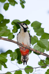 Great spotted woodpecker (Dendrocopos major).