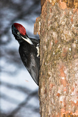 Dryocopus martius, Black Woodpecker