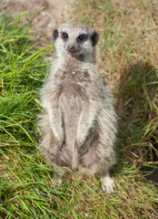 meerkat sitting down