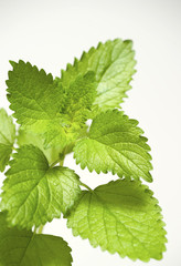 Mint isolated on white Background