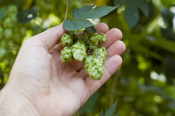 green hops in hand