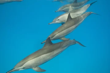 Papier Peint photo Lavable Dauphins Scolarité des dauphins à long bec. Mise au point sélective.