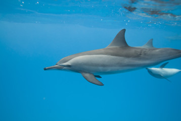 Swimming Spinner dolphins in the wild.