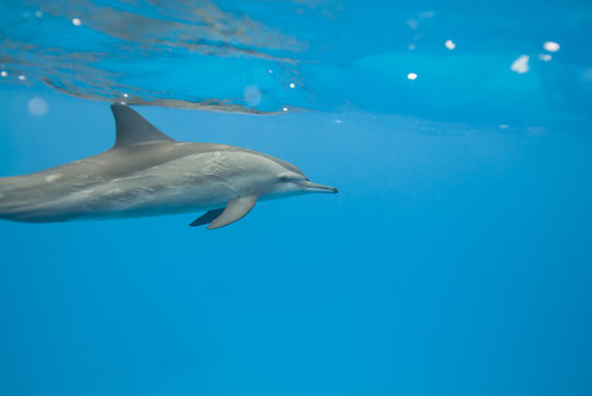 Spinner dolphin in the wild.