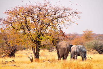 Elephant, Etosha (Namibie)