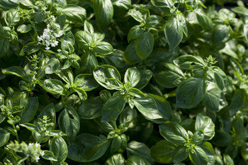 plants de basilic frais sous serre