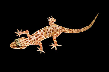 Mediterranean house gecko isolated on black background