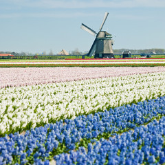 windmill with hyacinth field near Sint-Maartens-vlotbrug, Nether