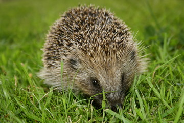 Hungry Hedgehog on a Summers Day