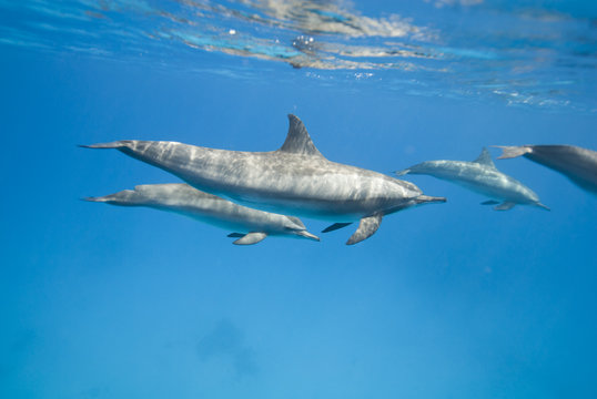 Mother and juvenile Spinner dolphins.
