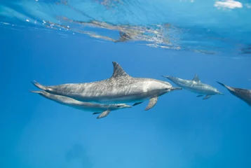 Selbstklebende Fototapete Delfin Mutter und jugendliche Spinnerdelfine in freier Wildbahn.