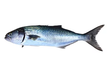 Fototapeten Blaubarsch Fisch Pomatomus Saltatrix isoliert © lunamarina