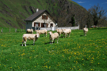 Fototapeta na wymiar Łąki i krowy Soule w czasie wiosny