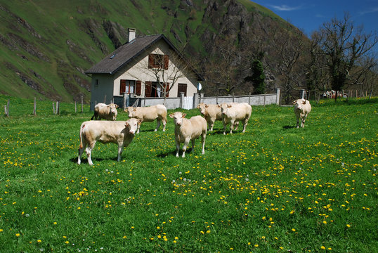 Meadows and cows of Soule in spring time