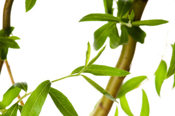 Tree branch with leaves isolated on white