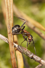 Wood ant (Formica rufa) sitting on fir needle.