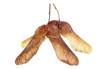 Maple tree seeds